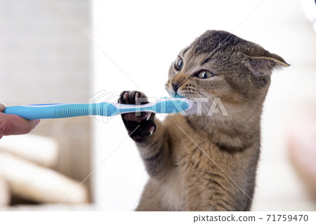 Kitten toothbrush hot sale