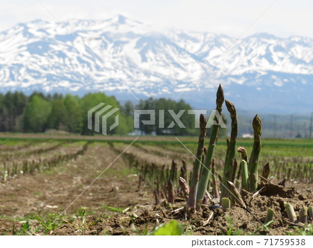 北海道美瑛町美瑛町 71759538