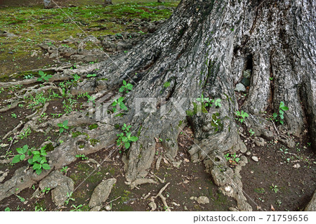 Cityscape Zoshigaya, Toshima-ku 71759656