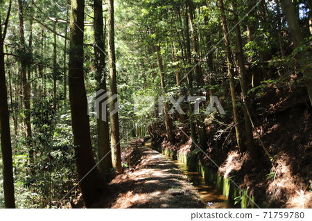 Forest (eco image) Forest (eco image) 71759780
