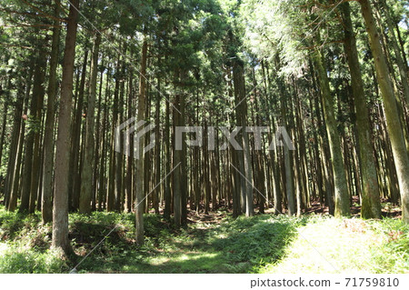 森林(生態圖像) 森林(生態圖像) 71759810
