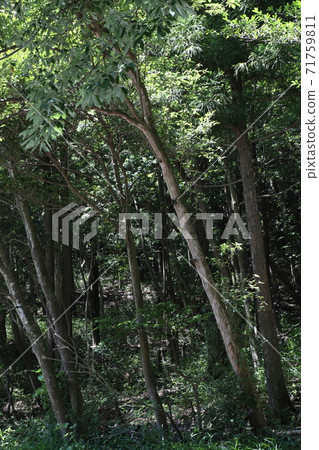 Forest (eco image) 71759811