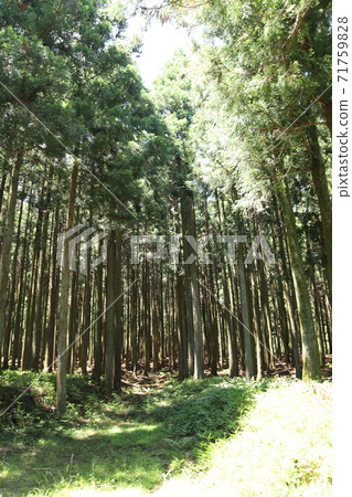 Forest (eco image) 71759828