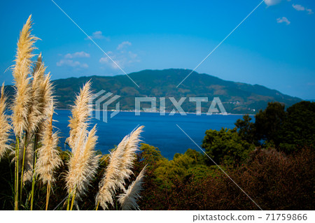 在山上生長的鈴木 71759866