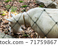 山羊吃枯葉 71759867