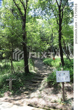 Forest (eco image) 71759918