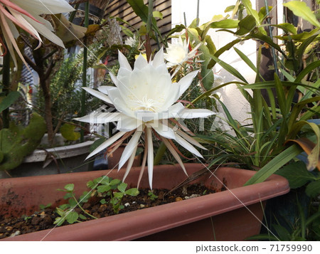 Large white queen of the night flower for one night only Large white queen of the night flower for one night only 71759990