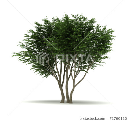 Single Caragana Arborescens Tree Single Caragana Arborescens Tree 71760110