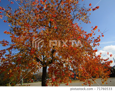 Chinese tallow with beautiful autumn leaves 71760533