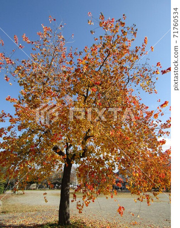Chinese tallow with beautiful autumn leaves 71760534