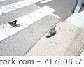 Pigeons on the pedestrian crossing at the intersection 71760837