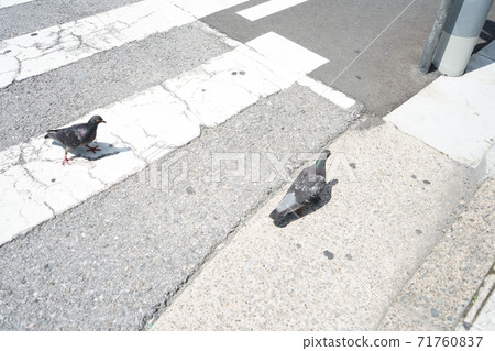 Pigeons on the pedestrian crossing at the intersection Pigeons on the pedestrian crossing at the intersection 71760837
