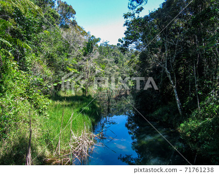Green natural habitat at Tsiribihina river in Madagascar Green natural habitat at Tsiribihina river in Madagascar 71761238
