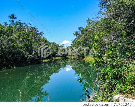 Green natural habitat at Tsiribihina river in Madagascar Green natural habitat at Tsiribihina river in Madagascar 71761243