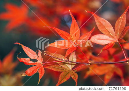 日本 美麗 楓葉 旅遊 背景 楓樹  Maple leaf メープルリーフ 紅葉 モミジ もみじ 71761398
