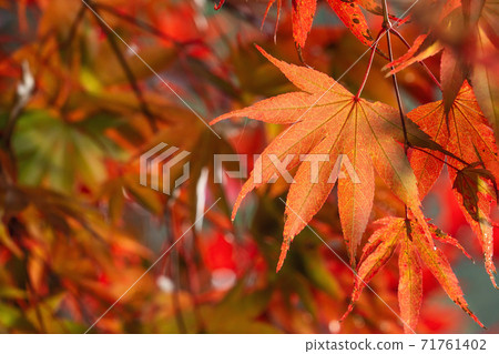 日本 美麗 楓葉 旅遊 背景 楓樹 Maple leaf メープルリーフ 紅葉 モミジ もみじ 日本 美麗 楓葉 旅遊 背景 楓樹 Maple leaf メープルリーフ 紅葉 モミジ もみじ 71761402