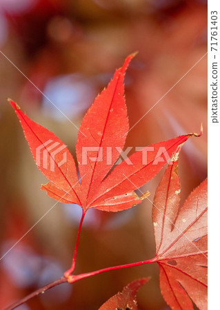 japan beautiful maple leaf travel background maple maple leaf 71761403