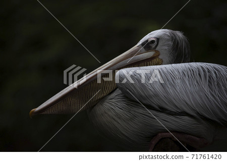 Great light shadding on big aquatic bird Pelican in zoo Great light shadding on big aquatic bird Pelican in zoo 71761420