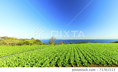 神奈川縣三浦市的湘南三浦半島特產白花hat（冬季） 71761513