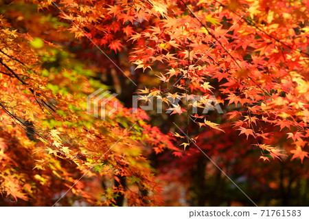 Maple leaves of Shohoji Temple 8 Maple leaves of Shohoji Temple 8 71761583
