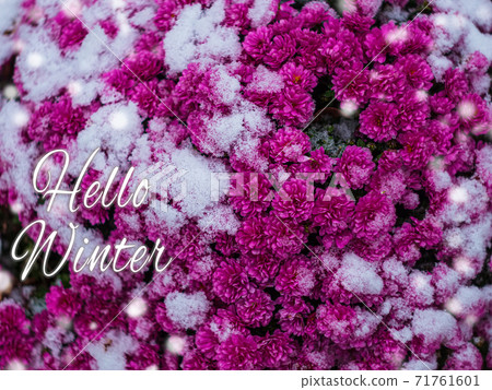 Blooming purple chrysanthemum flowers with fresh white snow. Frozen flowers with frost in the garden. Wintry wallpaper. 71761601