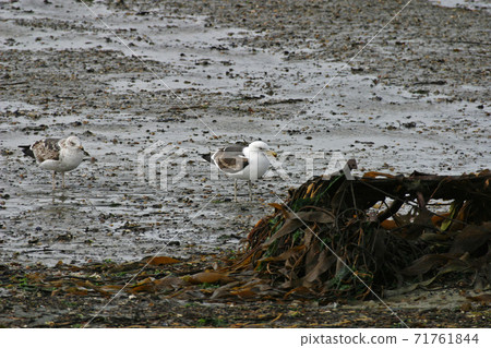 Kelp Gull, Larus dominicanus, adult and immature Kelp Gull, Larus dominicanus, adult and immature 71761844