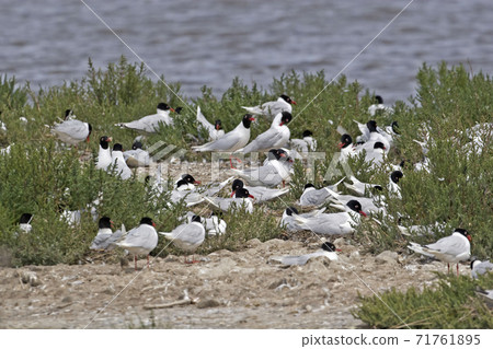 Group of Mediterranean Gull, Ichthyaetus melanocephalus 71761895