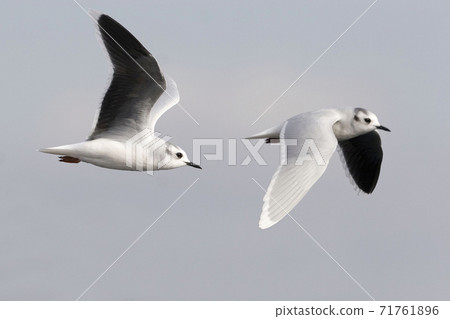 Little Gull, Hydrocoloeus minutus, pair in flight Little Gull, Hydrocoloeus minutus, pair in flight 71761896