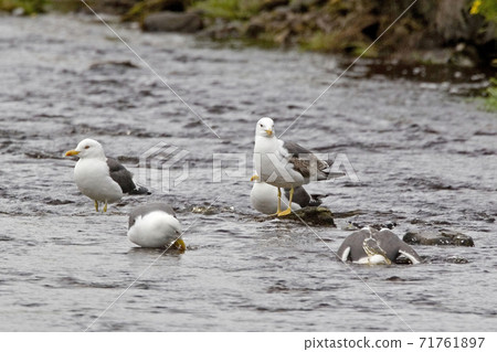 Lesser Black-backed Gull, Larus fuscus, group in water Lesser Black-backed Gull, Larus fuscus, group in water 71761897
