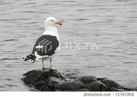 Kelp Gull, Larus dominicanus, by the water Kelp Gull, Larus dominicanus, by the water 71761908