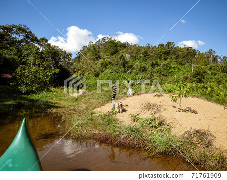 Green natural habitat at Tsiribihina river in Madagascar Green natural habitat at Tsiribihina river in Madagascar 71761909