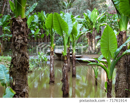 Green natural habitat at Tsiribihina river in Madagascar 71761914