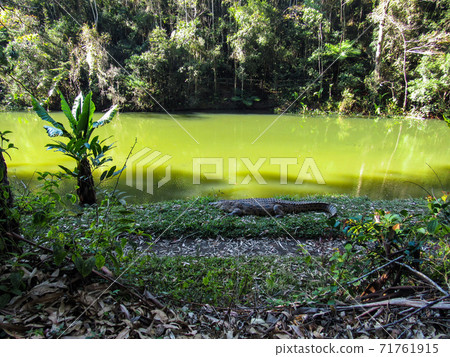Green natural habitat at Tsiribihina river in Madagascar Green natural habitat at Tsiribihina river in Madagascar 71761915