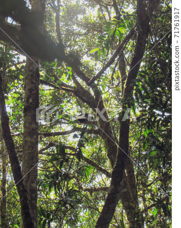 Green natural habitat at Tsiribihina river in Madagascar 71761917
