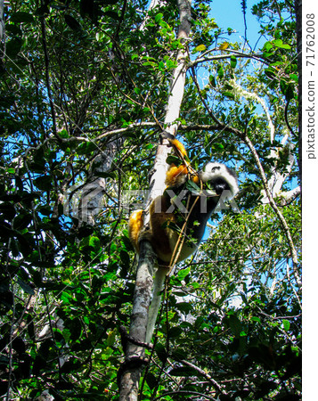 Ring tailed Lemur at their natural green habitat in Madagascar. Ring tailed Lemur at their natural green habitat in Madagascar. 71762008