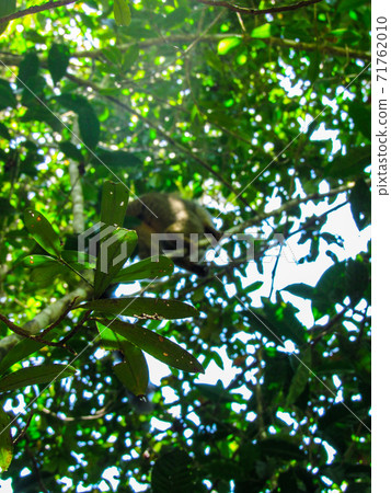 Ring tailed Lemur at their natural green habitat in Madagascar. 71762010