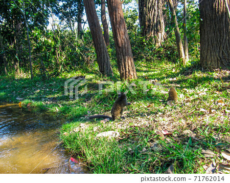 Ring tailed Lemur at their natural green habitat in Madagascar. 71762014
