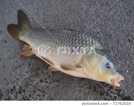 一條鯉魚 71762016