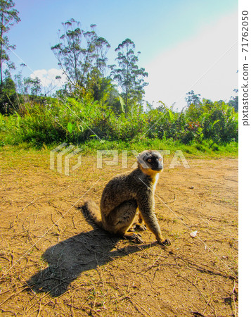 Ring tailed Lemur at their natural green habitat in Madagascar. Ring tailed Lemur at their natural green habitat in Madagascar. 71762050
