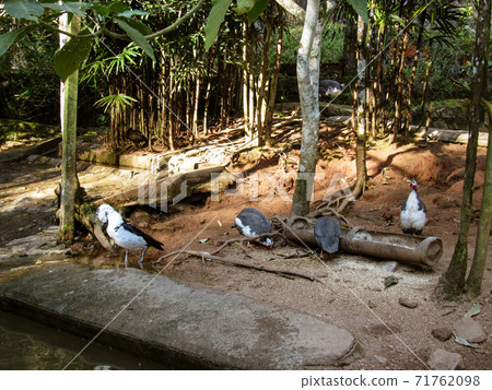 Malagasy Goose at the garden in Madagascar Malagasy Goose at the garden in Madagascar 71762098
