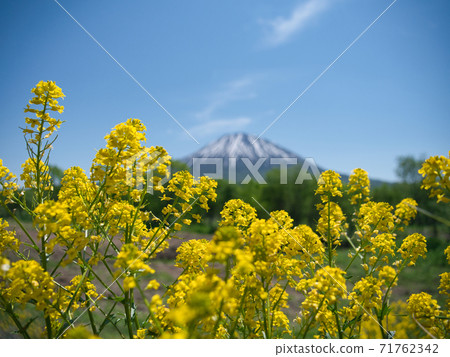 Mt. Yotei and rape blossoms Mt. Yotei and rape blossoms 71762342