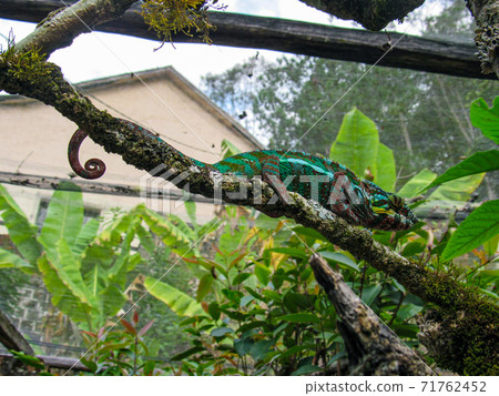 Madagascar endemic panther green chameleon at jungle Lokobe Reserve, Nosy Be in Madagascar 71762452
