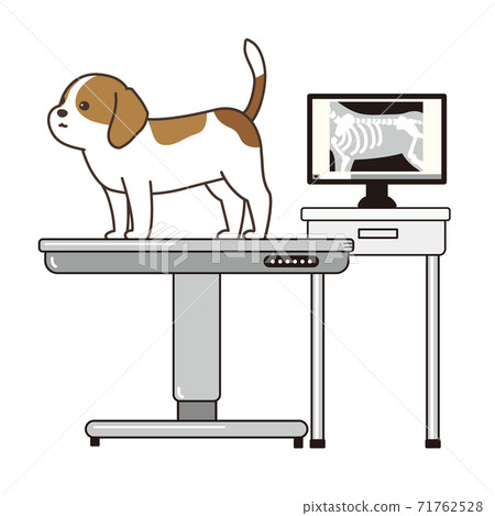 X-ray and dog Beagle Dog Animal Hospital 71762528