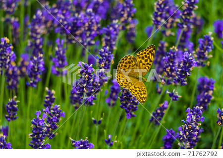 Beautiful butterfly sitting on a branch of lavender. This type of insect is gathered in huge swamps. Beautiful butterfly sitting on a branch of lavender. This type of insect is gathered in huge swamps. 71762792