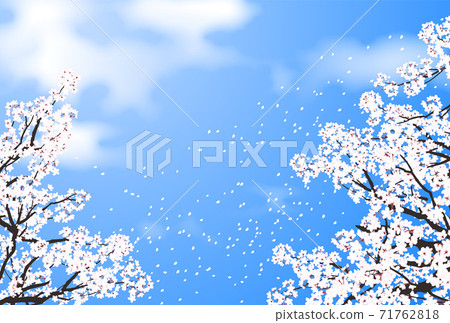 Sakura Sakura Fubuki Blue Sky 71762818