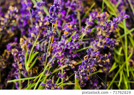 Lavender fields and macro flowers, typical Provence landscape in summer. 71762829