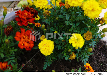 Blooming cultivar French marigold, Tagetes patula in the autumn garden. 71762868