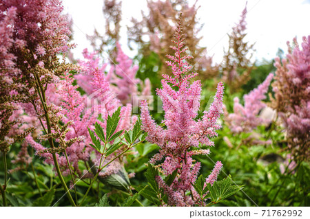 Ornamental panicles of pink flowers of Astilbe. 71762992