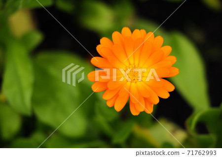 Blurred summer background with growing flower calendula, marigold. 71762993