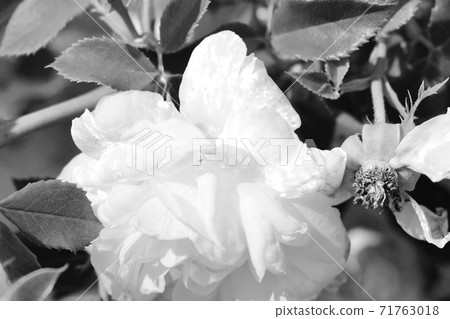Rose buds in the garden black and white photo. 71763018